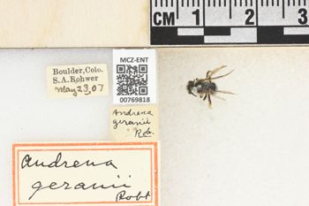 Media type: image;   Entomology 769818 Aspect: Labels